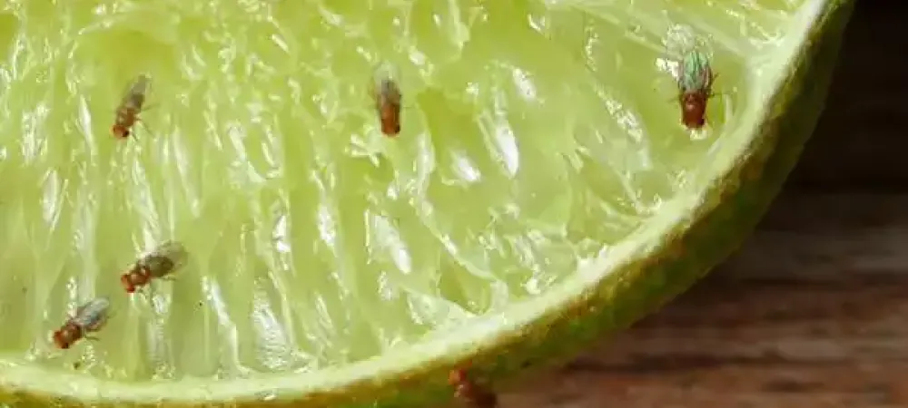 fruit-flies-on-lime-in-parrish