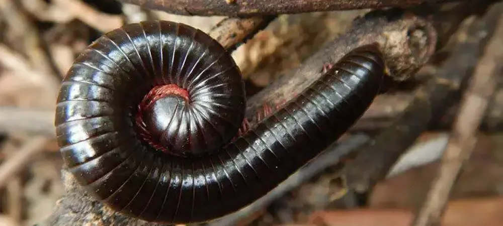 millipede-on-wood-branches