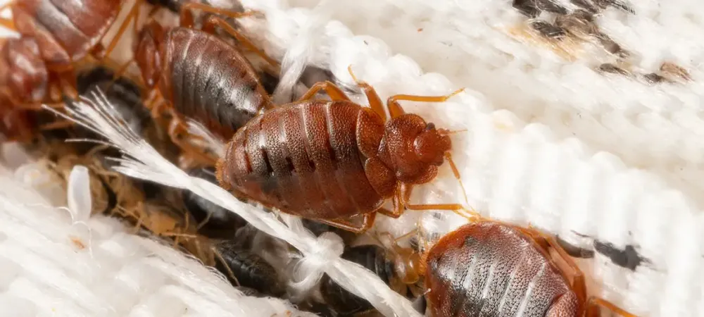 bed bugs on a mattress