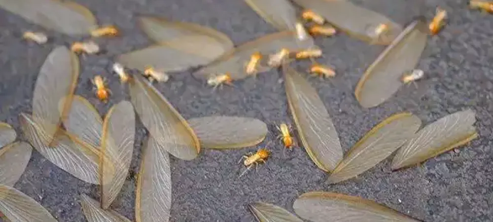 termite-swarmers-wings-on-the-ground