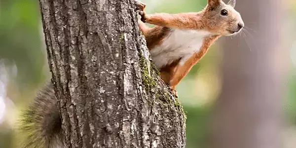 tree-squirrel